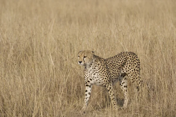 Cheetah caminando a través del Masai Mara —  Fotos de Stock