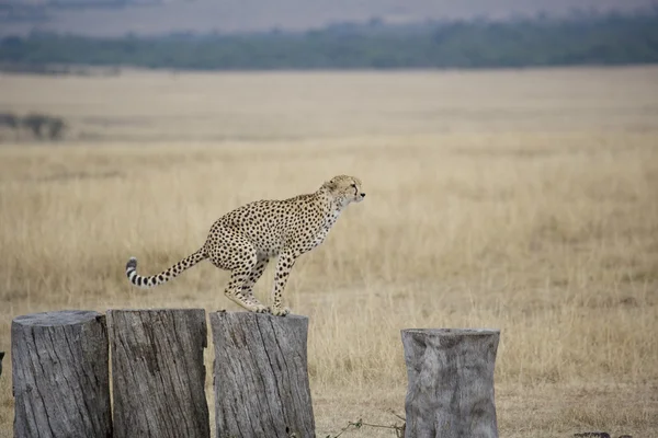 Cheetah on logs in the Masai Mara — Stock Photo, Image
