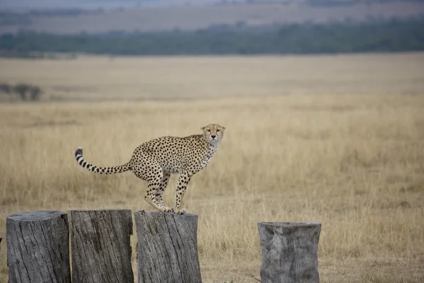 Cheetah em logs na Masai Mara — Fotografia de Stock