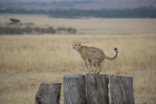 Cheetah defeca en los troncos de la Mara —  Fotos de Stock