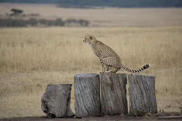 Geparden auf Baumstämmen in der Mara — Stockfoto