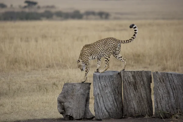 Cheetah op Logboeken in de masai mara — Stockfoto