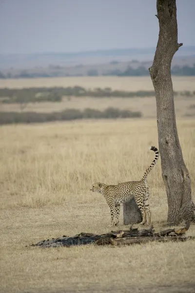 Cheetah doft märkning i masai mara — Stockfoto