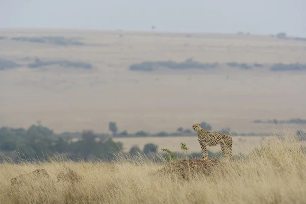 Kobieta gepard szuka w masai mara — Zdjęcie stockowe