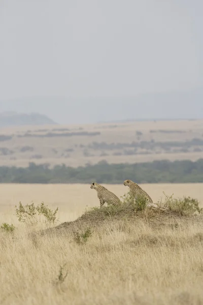 Cheetah kijkt uit over de masai mara — Stockfoto