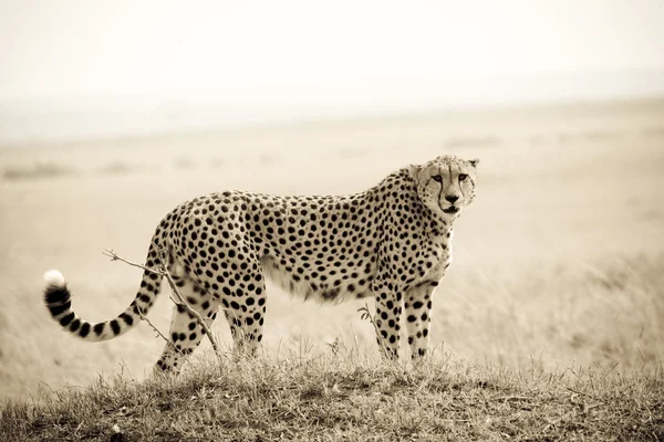 Гепард, гуляющий в Масаи-Мара — стоковое фото