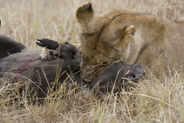 Leoa matando um javali na Masai Mara — Fotografia de Stock