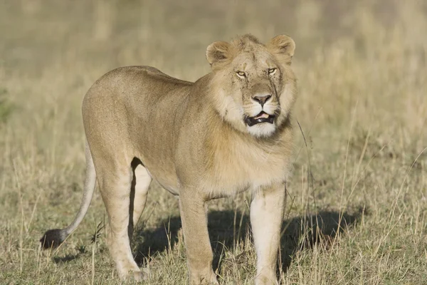 Αρσενικό λιοντάρι σε το Μασάι Μάρα — Φωτογραφία Αρχείου