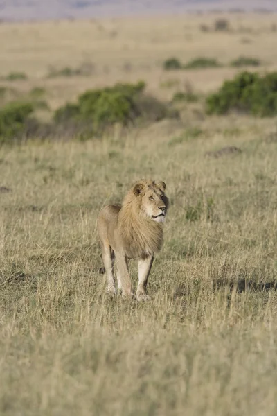 Muž Lev v masai mara — Stock fotografie