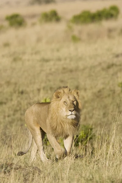 雄性狮子在马赛马拉 — 图库照片
