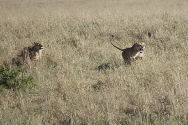 Löwinnen greifen eindringende Männchen an, um den Stolz zu schützen — Stockfoto