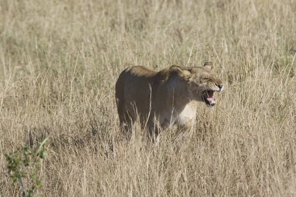 Lwica w masai mara — Zdjęcie stockowe