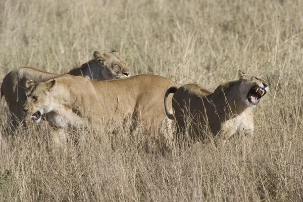 母狮攻击入侵的男性保护的骄傲 — 图库照片