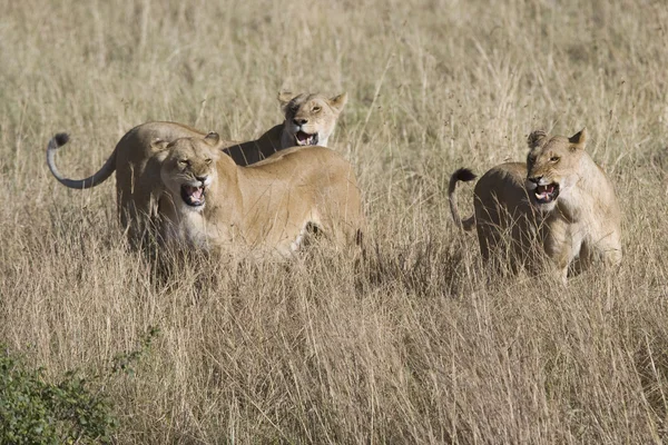 Lionesses attack an invading Male to protect the pride — Stock Photo, Image