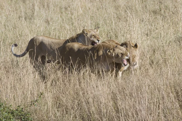 Leoas atacam um macho invasor para proteger o orgulho — Fotografia de Stock