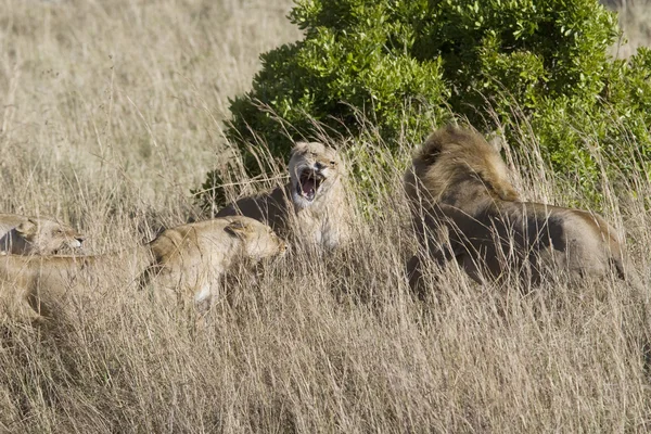 Львицы нападают на вторгшегося мужчину, чтобы защитить гордость — стоковое фото
