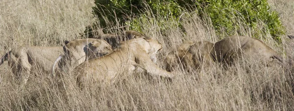 Singa betina menyerang laki-laki untuk melindungi kebanggaan — Stok Foto