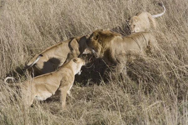 Leonas atacan a un macho invasor para proteger el orgullo — Foto de Stock