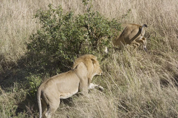 Lionesses aanval een binnenvallende man ter bescherming van de trots — Stockfoto