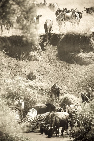 Gnoe kudde overschrijden van de mara rivier — Stockfoto