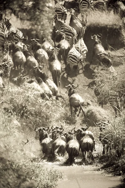 Wildebeest herd crossing the Mara river — Stock Photo, Image