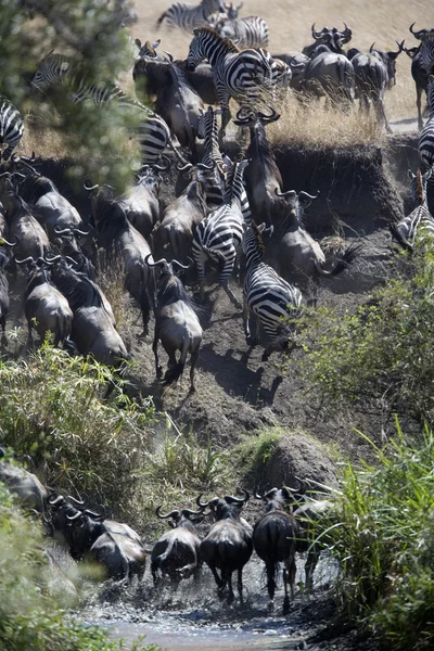 Manada de gnus atravessando o rio Mara — Fotografia de Stock
