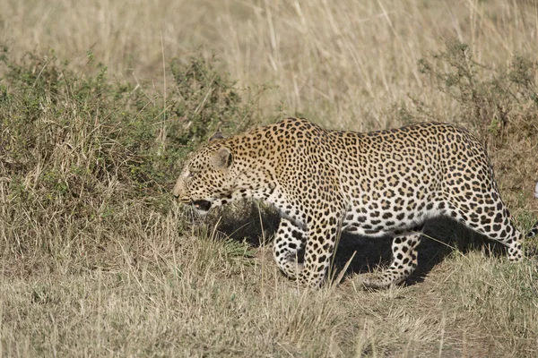 Mannelijke luipaard in de masai mara — Stockfoto