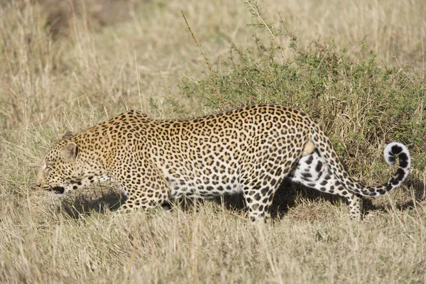 Leopardo macho en el Masai Mara —  Fotos de Stock