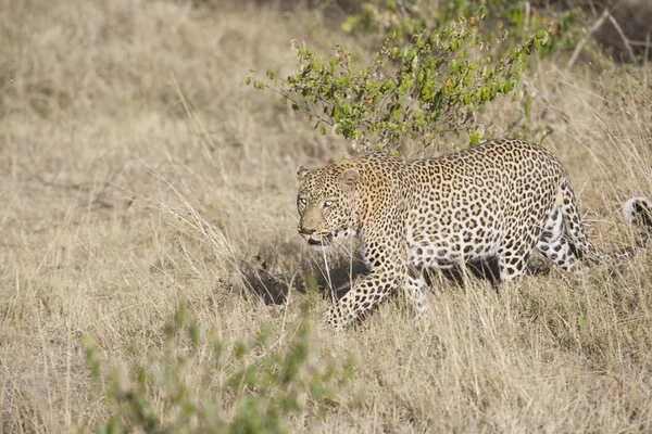 Чоловічий леопард в Масаї Мара — стокове фото