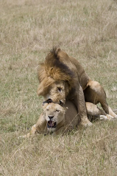 Löwenmännchen und Löwin zeugen sich in der Masai Mara — Stockfoto