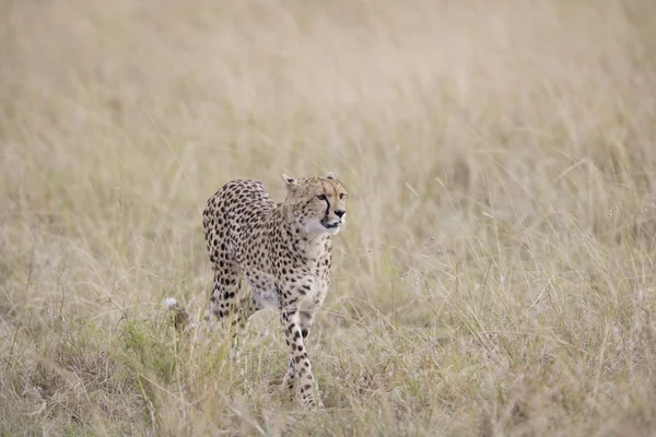 Female Cheetah walking across the Masai Mara — Stock Photo, Image