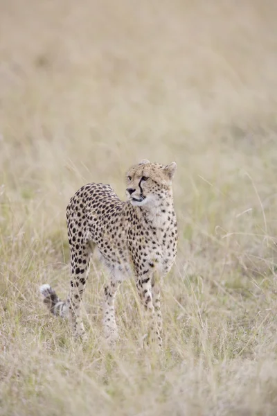 Cheetah hembra caminando a través del Masai Mara — Foto de Stock
