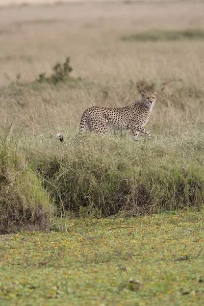 Vrouwelijke cheetah lopen over de masai mara — Stockfoto