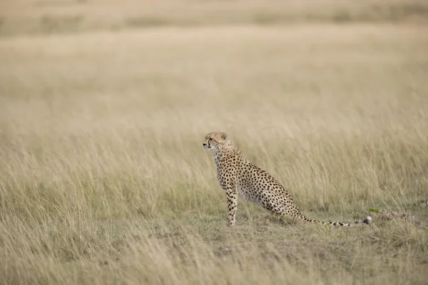 Kvinnliga cheetah tittar över masai mara — Stockfoto