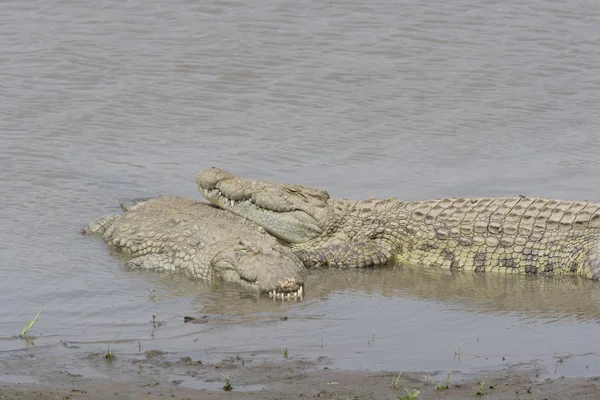 Crocodiles bask in the Mara River Kenya — Stock Photo, Image