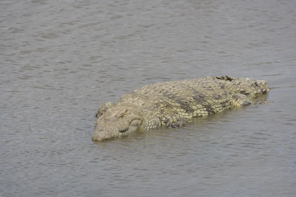 Crocodilo se aquece no Rio Mara Quênia — Fotografia de Stock