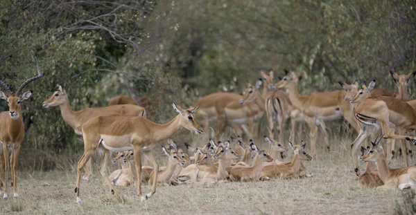 Impala in the Masai Mara — Φωτογραφία Αρχείου