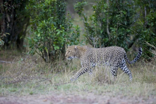Leopardo macho en el Masai Mara —  Fotos de Stock