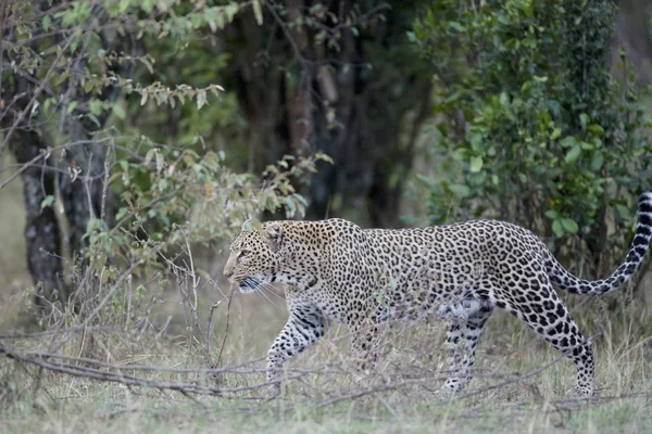 Leopardo macho na Masai Mara — Fotografia de Stock