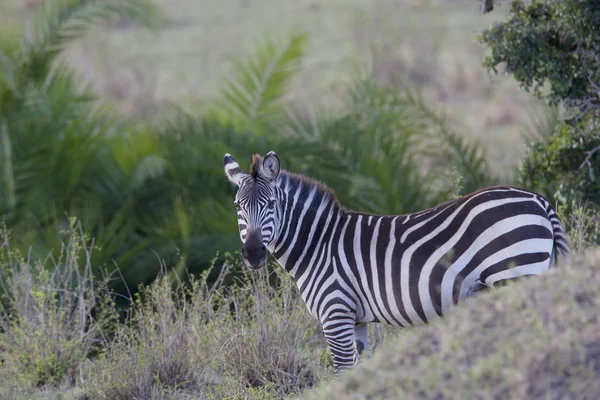 Zebra in de masai mara — Stockfoto
