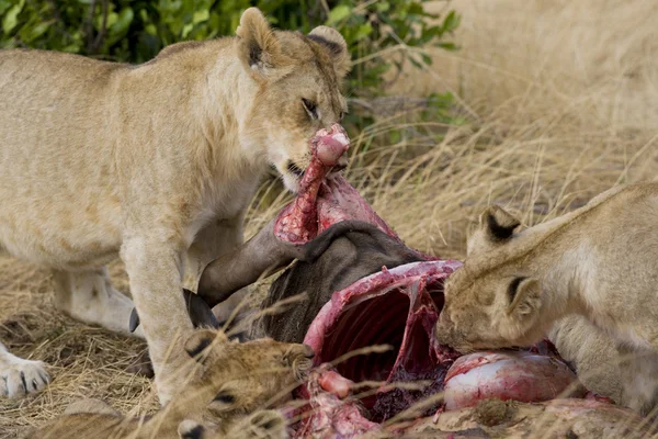 Lions feed on wildebeest carcass in the Masai Mara — Stock Photo, Image