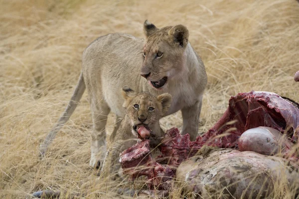 Leeuw-feeds op gnoe karkas in de masai mara — Stockfoto