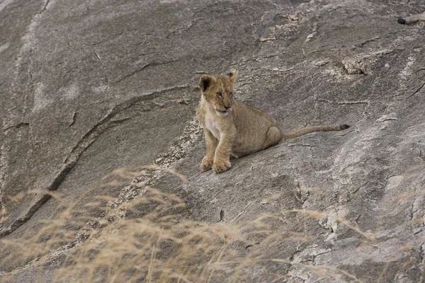 マサイマラ国立保護区 - ケニアでカブのライオン — ストック写真