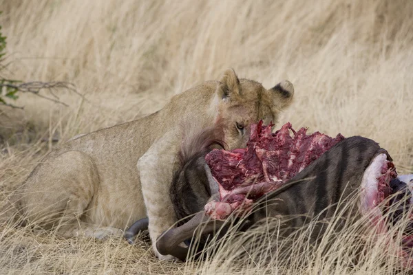 Leão se alimenta de carcaça de gnus na Masai Mara — Fotografia de Stock