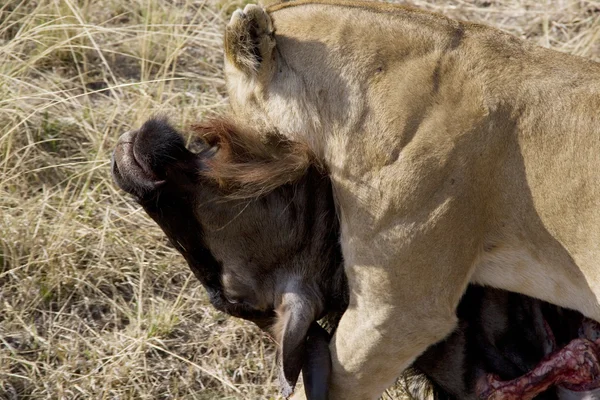 Löwe schleift Gnu-Kadaver in der Masai-Mara — Stockfoto