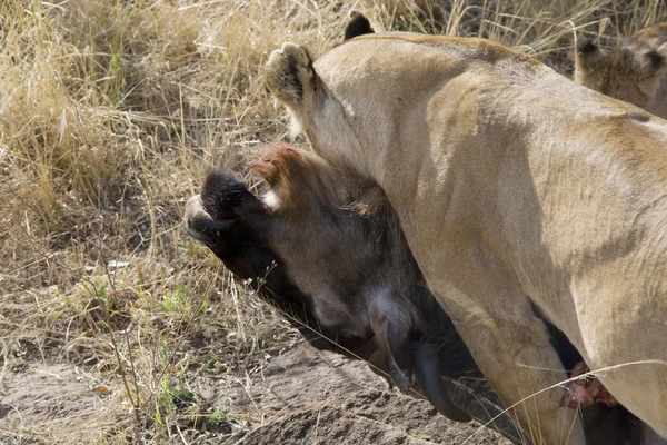 Λιοντάρι που τρέφεται με γκνου σφαγίου εν το Μασάι Μάρα — Φωτογραφία Αρχείου
