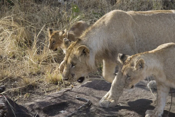 Την υπερηφάνεια λιοντάρι Μασάι Μάρα - Κένυα — Φωτογραφία Αρχείου