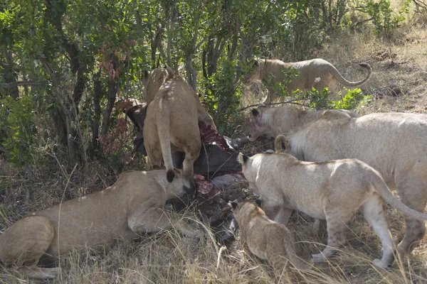 사자 자부심 마 사이 마라-케냐 — 스톡 사진