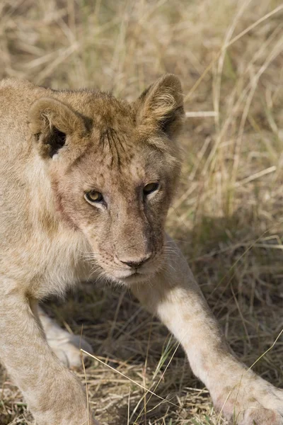 Νεαρό αρσενικό λιοντάρι σε το Μασάι Μάρα — Φωτογραφία Αρχείου