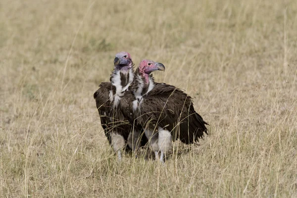 Lapett inför gamar i masai mara — Stockfoto